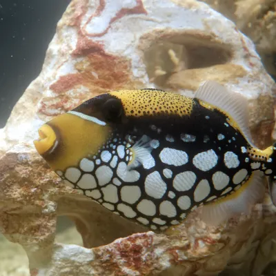 Salt Water Fish