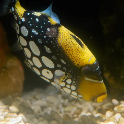 Salt Water Fish