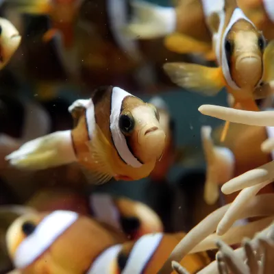Salt Water Fish