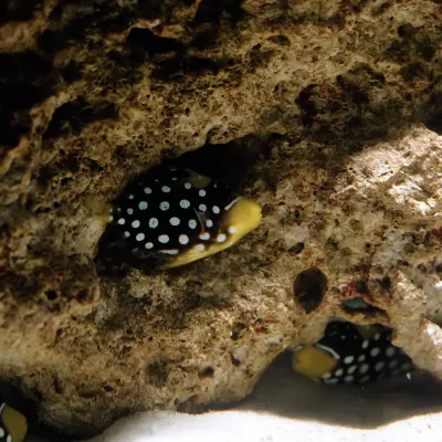 Salt Water Fish