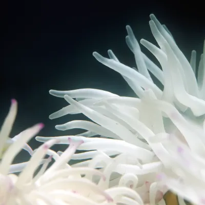 Salt Water Fish