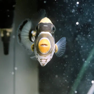 Salt Water Fish