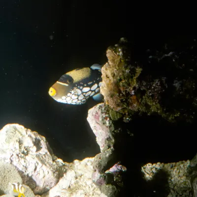 Salt Water Fish