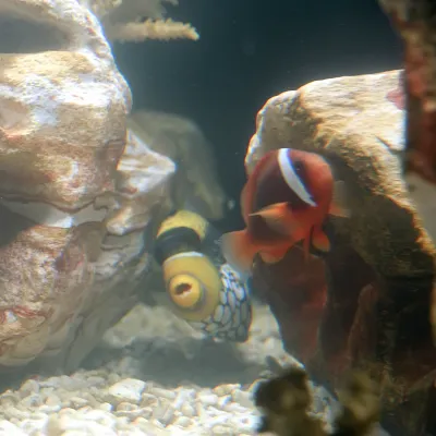 Salt Water Fish