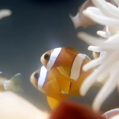 Salt Water Fish