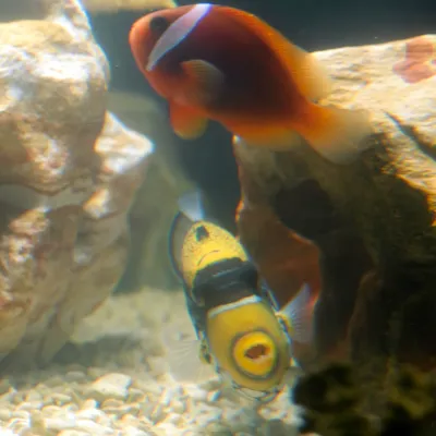 Salt Water Fish