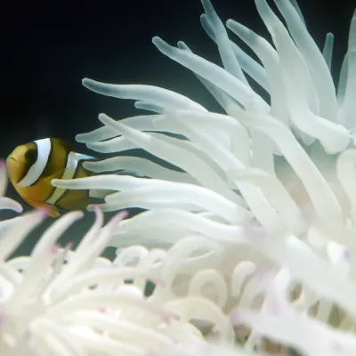 Salt Water Fish