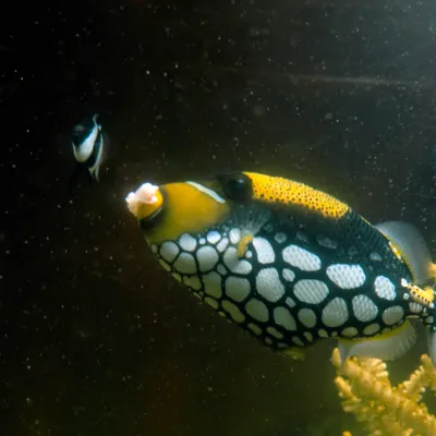 Salt Water Fish