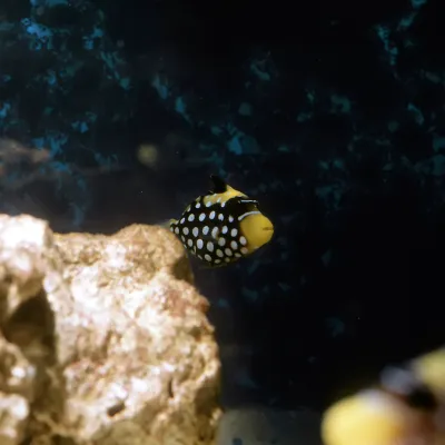 Salt Water Fish