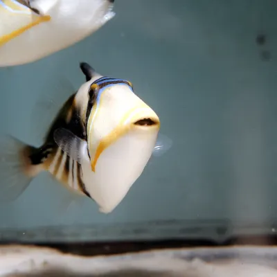 Salt Water Fish