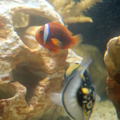 Salt Water Fish