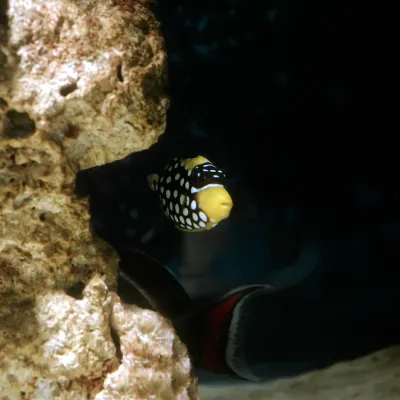 Salt Water Fish