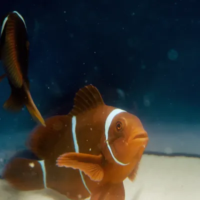 Salt Water Fish