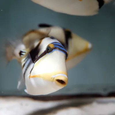 Salt Water Fish