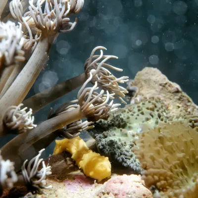 Salt Water Fish