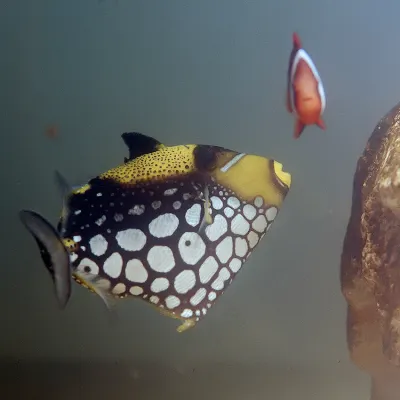 Salt Water Fish