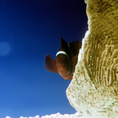 Salt Water Fish