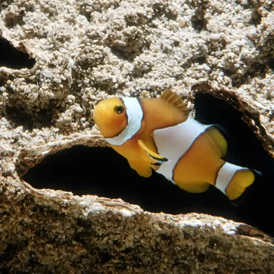 Salt Water Fish