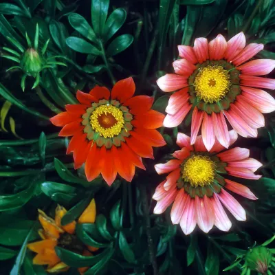 Flowers