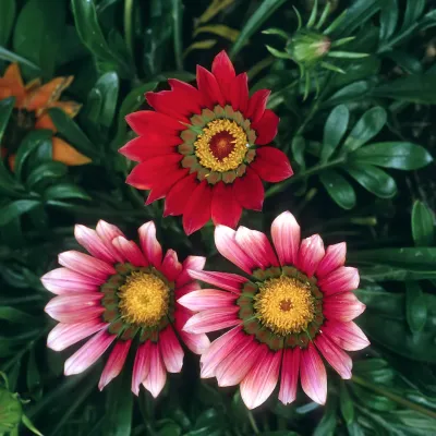 Flowers