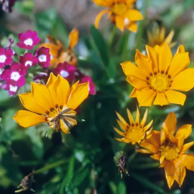 Flowers