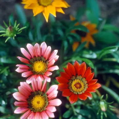 Flowers
