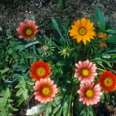 Flowers