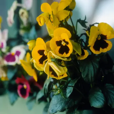 Flowers