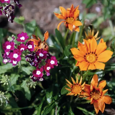 Flowers