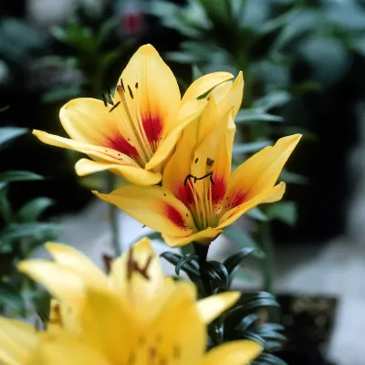 Flowers