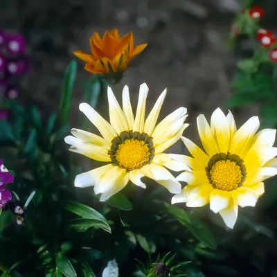 Flowers