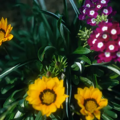 Flowers